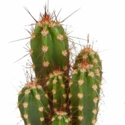 Cactus, Box De 5 Plantes - H8cm, ø5,5cm - Plantes D'intérieur -Einhell Boutique 664e171e2bda6fec