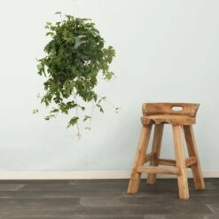 Cissus Ellen Danic - H70cm, ø17cm - Plante D'intérieur Tombante -Einhell Boutique 6716195f19775bb8