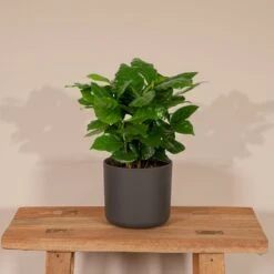 Caféier Arabica - H25cm, ø12cm - Plante D'intérieur -Einhell Boutique 6797a8a46496e0f1
