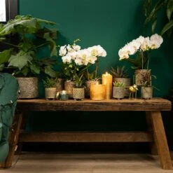 Haworthia Limifolia - ø6cm - H11cm, ø6cm - Plante D'intérieur 10 Haworthia Limifolia - ø6cm - H11cm, ø6cm - Plante D'intérieur -Einhell Boutique 6945dc1ff6ec8dda