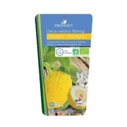 Cedratier 'ethrog' : AB, C3L -Einhell Boutique 697335 002