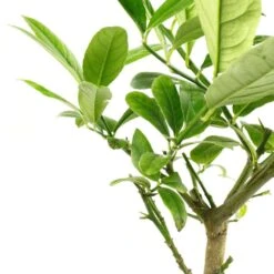 Cedratier 'ethrog' : AB, C3L -Einhell Boutique 697335 004