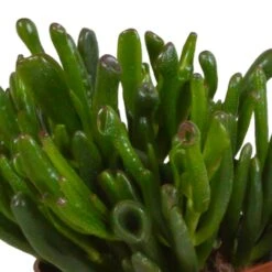 Crassula, Box De 3 Plantes - H15cm, ø10,5cm - Plantes D'intérieur -Einhell Boutique 6afb084e7f368b74