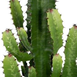 Euphorbia Acrurensis - H80cm, ø24cm - Grande Plante D'intérieur -Einhell Boutique 6b09bab30d1cdf42
