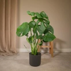 Monstera Deliciosa - H55cm, ø17cm - Plante D'intérieur -Einhell Boutique 6b77294044c95c17