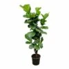 Ficus Lyrata Xxl - H180cm, ø30cm - Très Grande Plante D'intérieur