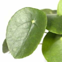 Pilea Peperomiodes - H20cm, ø12cm - Plante D'intérieur -Einhell Boutique 6caa72f447548b19