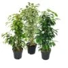 Ficus Benjamini - Lot De 3 - Anastasia - Twighlight - Danielle En Pot De 17cm -Einhell Boutique 6efad77991f27d9c