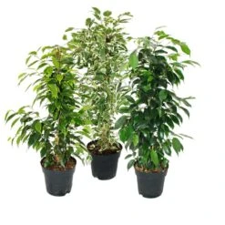 Ficus Benjamini - Lot De 3 - Anastasia - Twighlight - Danielle En Pot De 17cm