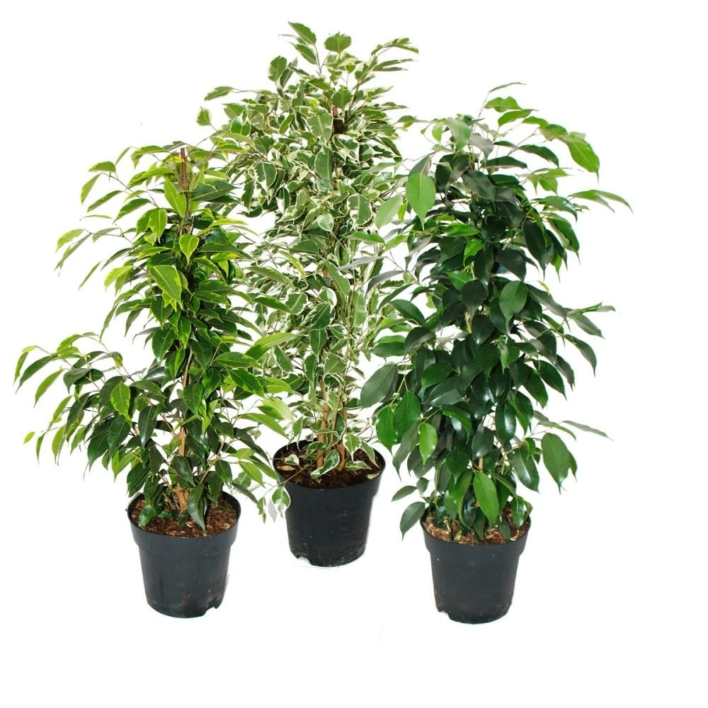 Ficus Benjamini - Lot De 3 - Anastasia - Twighlight - Danielle En Pot De 17cm 3 Ficus Benjamini - Lot De 3 - Anastasia - Twighlight - Danielle En Pot De 17cm