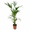 Palmier Kentia Xxl - H150cm, ø24cm - Très Grande Plante D'intérieur -Einhell Boutique 6f266e12d4fef26f