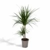 Dracaena Marginata - H70cm, ø17cm - Grande Plante D'intérieur -Einhell Boutique 6f281ee0552b6956