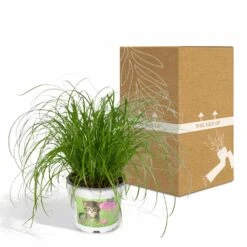 Herbe à Chat - H20cm, ø12cm - Plante D'intérieur -Einhell Boutique 6f32ed9d24c25498