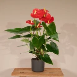 Anthurium Rouge - H40cm, ø12cm - Plante D'intérieur 8 Anthurium Rouge - H40cm, ø12cm - Plante D'intérieur -Einhell Boutique 70cd80eb23806a96