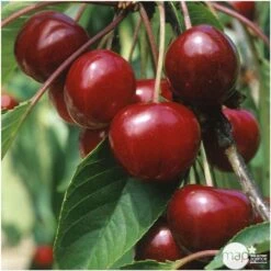 Cerisier Bigarreau Van : Demi Tige 2 Ans D'âge Ctr 15 Litres -Einhell Boutique 71296 004