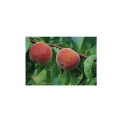 Pêcher à Chair Jaune JH Hale : Demi Tige 6/8 Cm 2 Ans D'âge Ctr 12L -Einhell Boutique 71318 001