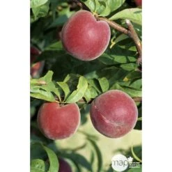 Pêcher à Chair Jaune JH Hale : Demi Tige 6/8 Cm 2 Ans D'âge Ctr 12L -Einhell Boutique 71318 002