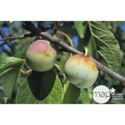 Prunier Reine Claude De Bavay : ½ Tige, 4-5 Ans, H 170-180 Cm -Einhell Boutique 71365 002