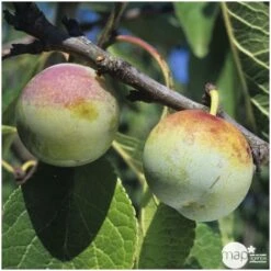 Prunier Reine Claude De Bavay : ½ Tige, 4-5 Ans, H 170-180 Cm -Einhell Boutique 71365 003