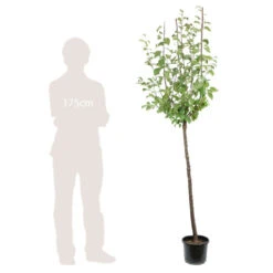 Prunier Reine Claude De Bavay : ½ Tige, 4-5 Ans, H 170-180 Cm -Einhell Boutique 71365 005
