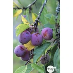 Prunier Reine Claude Violette Gobelet -Einhell Boutique 71372 002