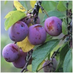 Prunier Reine Claude Violette Gobelet -Einhell Boutique 71372 004