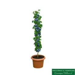 Prunier Colonnaire Toronto® -Einhell Boutique 729932 001