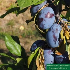 Prunier Colonnaire Toronto® -Einhell Boutique 729932 002