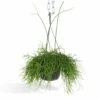 Rhipsalis Baccifera - H30cm, ø12cm - Plante D'intérieur Tombante