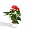 Anthurium Rouge - H40cm, ø12cm - Plante D'intérieur -Einhell Boutique 749ee514bb5c3547
