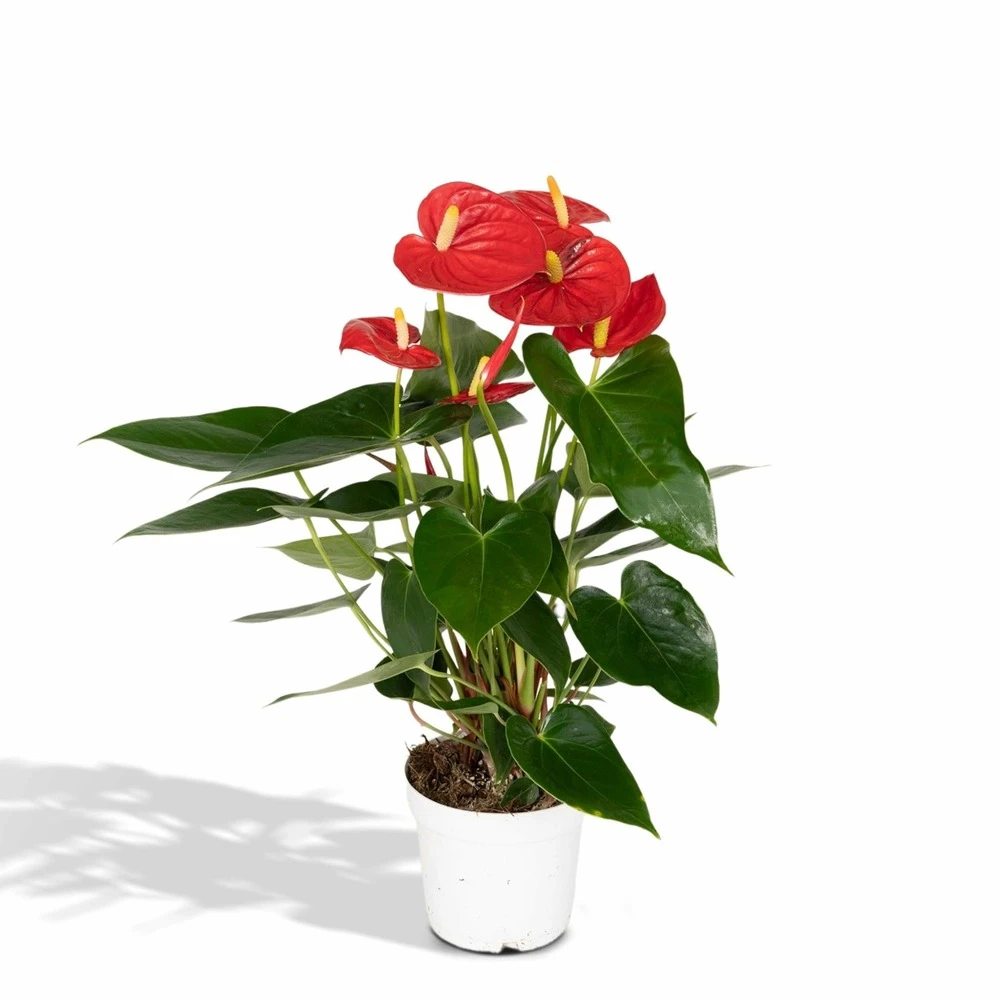 Anthurium Rouge - H40cm, ø12cm - Plante D'intérieur 3 Anthurium Rouge - H40cm, ø12cm - Plante D'intérieur