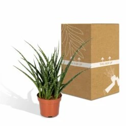 Sansevieria Fernwood Punk - H30cm, ø12cm - Plante D'intérieur Sans Entretien -Einhell Boutique 74e4a547941876d2