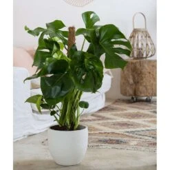 Philodendron Monstera : Tuteur Mousse -Einhell Boutique 750196 006