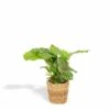 Calathea Orbifolia Et Son Panier Naturel - H40cm, ø14 Cm - Plante D'intérieur -Einhell Boutique 7559430825907660