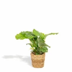 Calathea Orbifolia Et Son Panier Naturel - H40cm, ø14 Cm - Plante D'intérieur