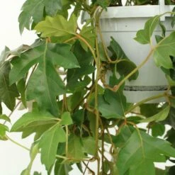 Cissus Ellen Danic - H70cm, ø17cm - Plante D'intérieur Tombante -Einhell Boutique 76a3a69453523629