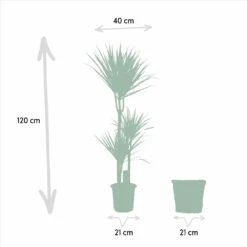 Dracaena Et Son Panier Naturel - H120cm, ø21cm - Très Grande Plante D'intérieur 10 Dracaena Et Son Panier Naturel - H120cm, ø21cm - Très Grande Plante D'intérieur -Einhell Boutique 76a8ce8bdcd053a3