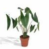 Alocasia Zebrina - H75cm, ø19cm - Grande Plante D'intérieur -Einhell Boutique 76aafd834218267f