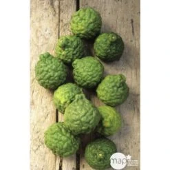 Combava H140/160cm : C35L -Einhell Boutique 784976 003