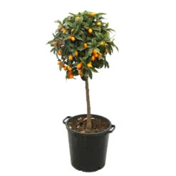 Kumquat H140/160cm : C35L -Einhell Boutique 784977 2016428