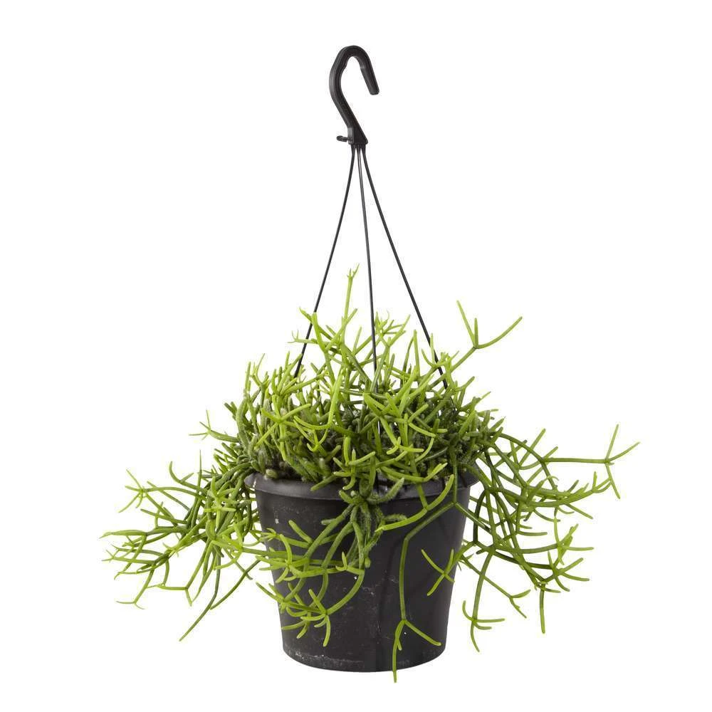 Rhipsalis Mix : Suspension D17cm 3 Rhipsalis Mix : Suspension D17cm