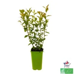 Myrtillier 'Patriot' Bio : Pot De 1,5 Litres -Einhell Boutique 791605 001