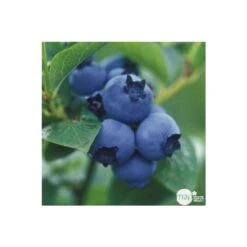 Myrtillier 'Patriot' Bio : Pot De 1,5 Litres -Einhell Boutique 791605 002