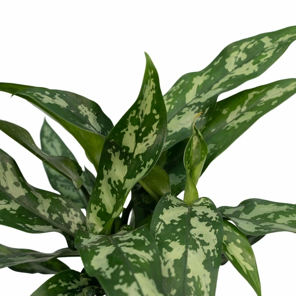 Aglaonema Maria - H30cm, ø12cm - Plante D'intérieur 5 Aglaonema Maria - H30cm, ø12cm - Plante D'intérieur – Image 3