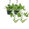 Epipremnum Aureum Scindapsus X2 - H25cm, ø15cm - Plante D'intérieur -Einhell Boutique 799de8e96ed4cab0