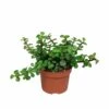 Portulacaria Afra - H25cm, ø10,5cm - Plante D'intérieur 1 Portulacaria Afra - H25cm, ø10,5cm - Plante D'intérieur -Einhell Boutique 7a42b2909e77d20f