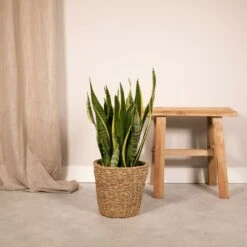 Sansevieria Laurentii - H65cm, ø17cm - Plante D'intérieur Sans Entretien -Einhell Boutique 7d34f4c3575c5c3e