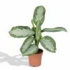 Aglaonema Silver Bay - H55cm, ø17cm - Plante D'intérieur -Einhell Boutique 7df0d8b7bb1ce02e