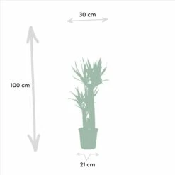 Yucca, Dracaena, Duo De Plantes - Grandes Plantes D'intérieur -Einhell Boutique 7e359b0b76b1f232