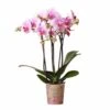 Orchidée Rose Phalaenopsis - H35cm, ø9cm - Plante D'intérieur Fleurie 1 Orchidée Rose Phalaenopsis - H35cm, ø9cm - Plante D'intérieur Fleurie -Einhell Boutique 7e88bd729925a94a